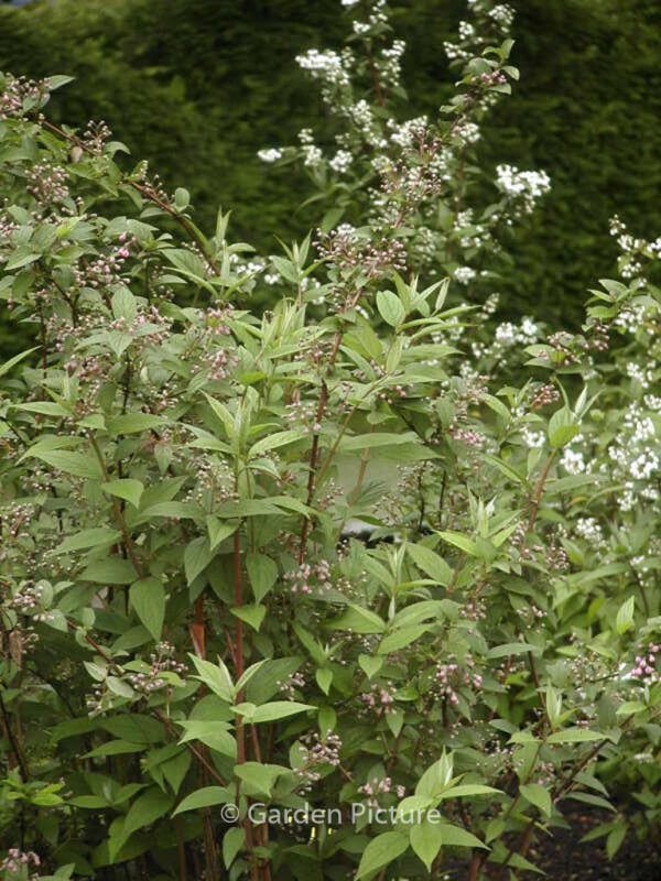 Deutzia hybrida 'Joconde'