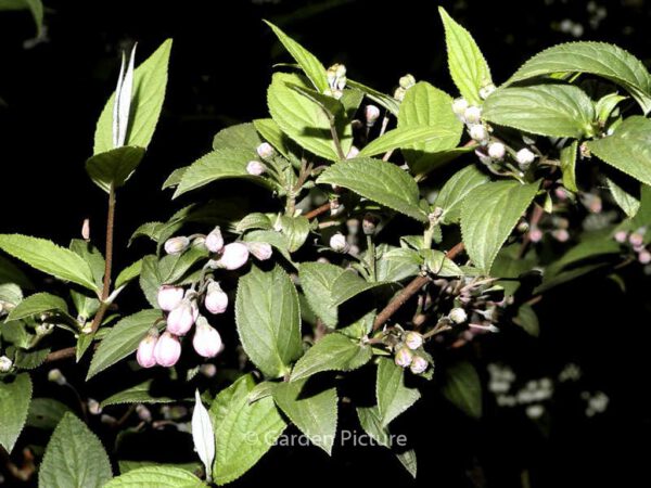 Deutzia hybrida 'Joconde'