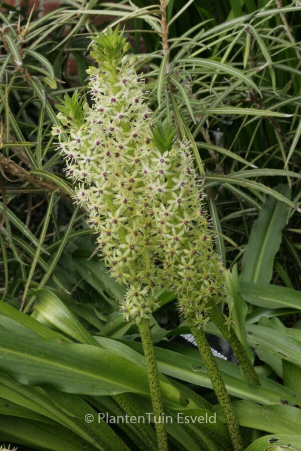 Eucomis comosa