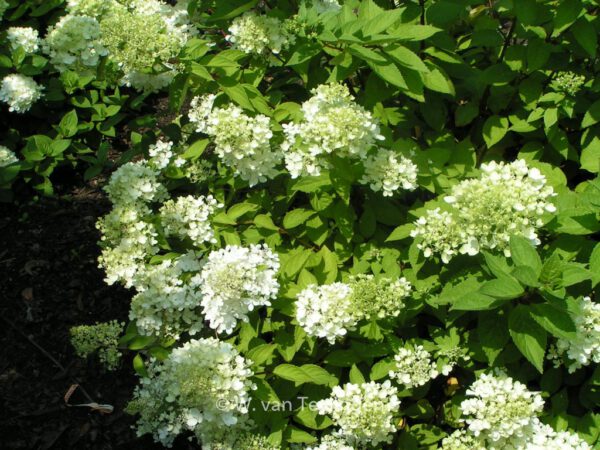 Hydrangea paniculata 'Harry's Souvenir'