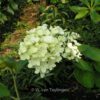 Hydrangea paniculata 'Harry's Souvenir'