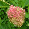 Hydrangea paniculata 'Harry's Souvenir'