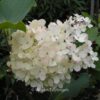 Hydrangea paniculata 'Harry's Souvenir'