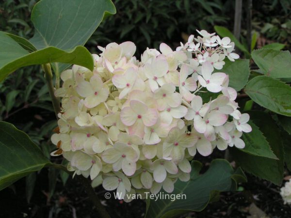 Hydrangea paniculata 'Harry's Souvenir'