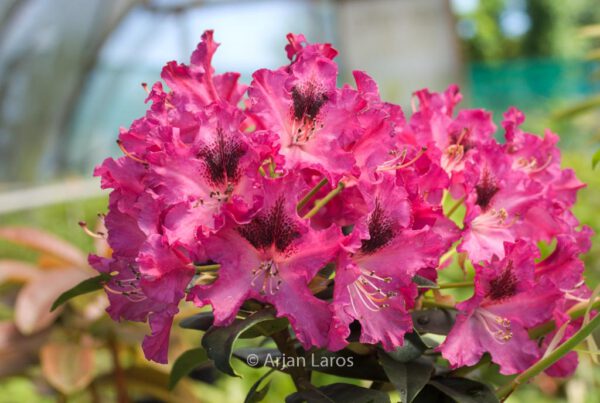 Rhododendron 'John Waterer'