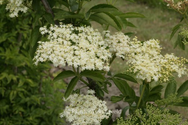 Sambucus nigra 'Godshill'