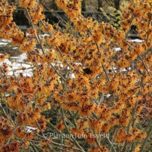 Hamamelis intermedia 'Frederic'