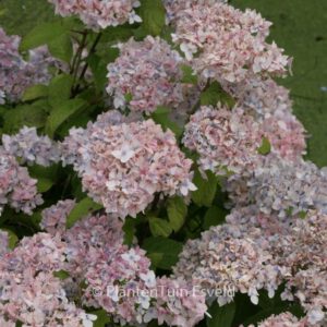 Hydrangea serrata 'Akishino-temari'