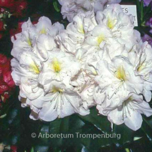 Rhododendron 'James Burchett'