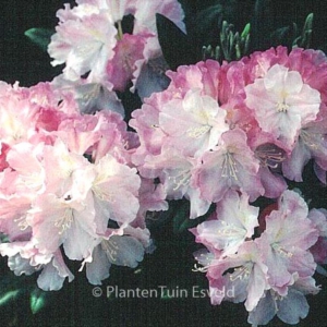 Rhododendron 'Schlaraffia'