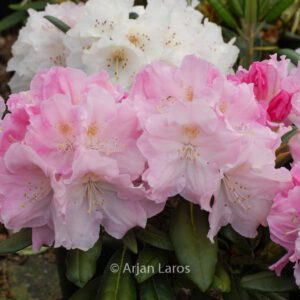 Rhododendron 'Schlaraffia'
