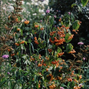 Viburnum setigerum 'Aurantiacum'