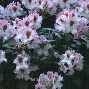 Rhododendron 'Graffito'