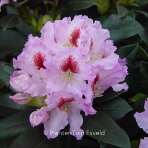 Rhododendron 'Graffito'