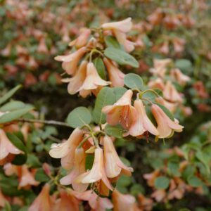 Rhododendron cinnabarinum