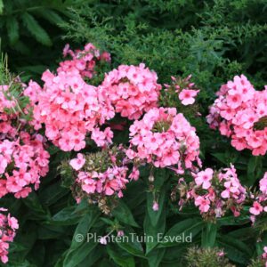 Phlox paniculata 'Light Pink Flame'
