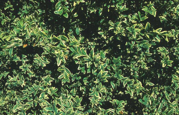 Buxus sempervirens 'Variegata'