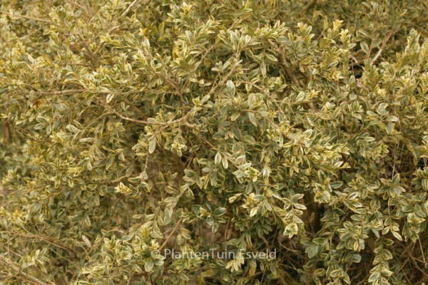 Buxus sempervirens 'Variegata'