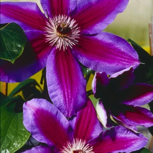 Clematis 'Fireworks'