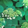 Hydrangea arborescens 'Vasterival'