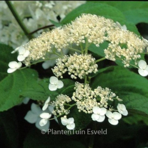 Hydrangea arborescens 'Vasterival'