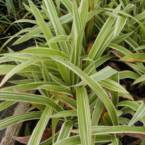 Carex siderosticta 'Variegata'