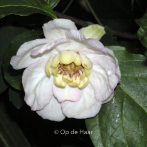 Sinocalycanthus chinensis