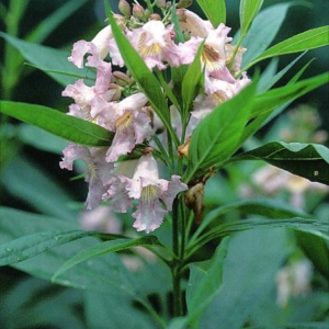 Chitalpa tashkentensis 'Summerbells'