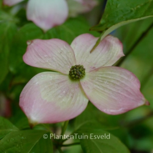 Cornus kousa 'Stellar Pink'