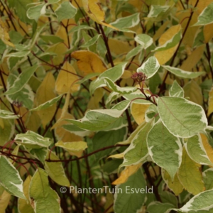 Cornus alba 'Ivory Halo'