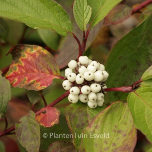 Cornus alba 'Westonbirt'