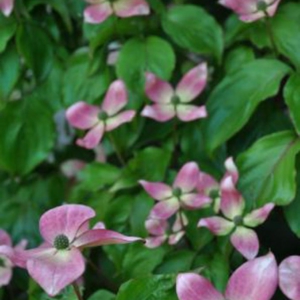 Cornus kousa 'Satomi Compact'