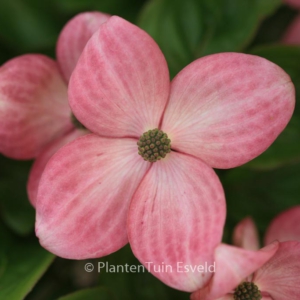 Cornus kousa 'New Red'