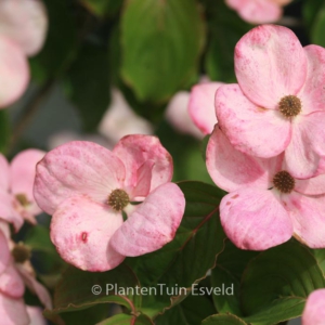 Cornus kousa 'Heart Throb'