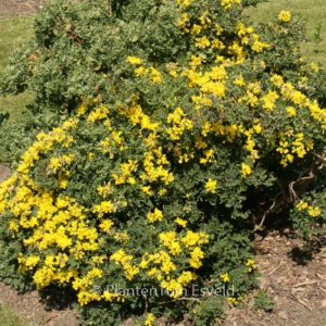 Coronilla glauca