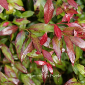 Leucothoe axillaris 'Scarletta'