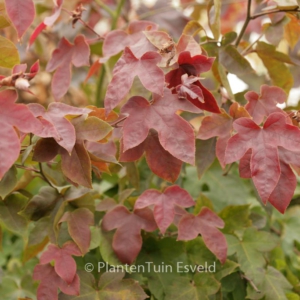 Liquidambar styraciflua 'Ellen'