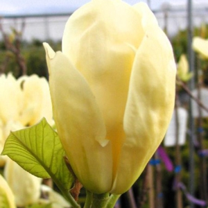 Magnolia 'Yellow River'