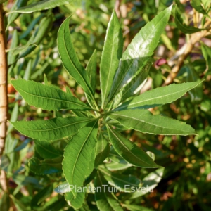 Myrica californica