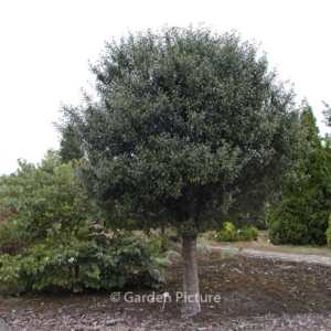 Prunus fruticosa 'Globosa'