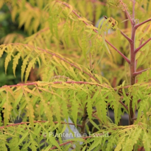 Rhus typhina 'Tiger Eyes'