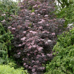 Sambucus nigra 'Purpurea'