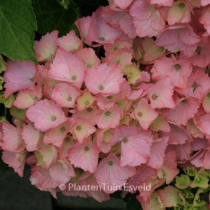 Hydrangea macrophylla 'Magical Topaz'