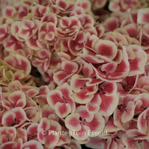 Hydrangea macrophylla 'Harlekijn'