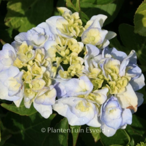 Hydrangea macrophylla 'Domotoi'