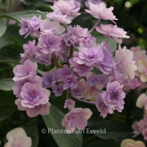 Hydrangea macrophylla 'Passion'