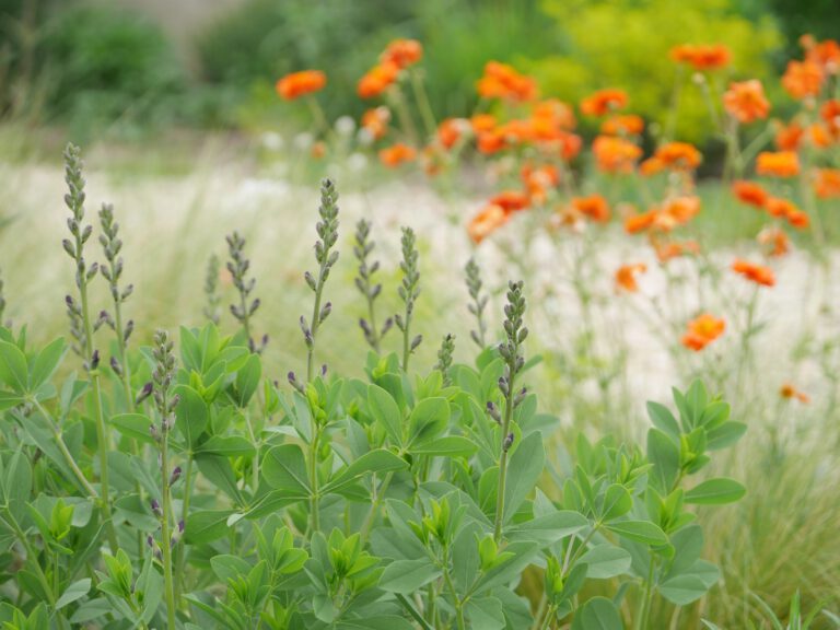 Tijdschrift De Tuin De Bloeimeesters